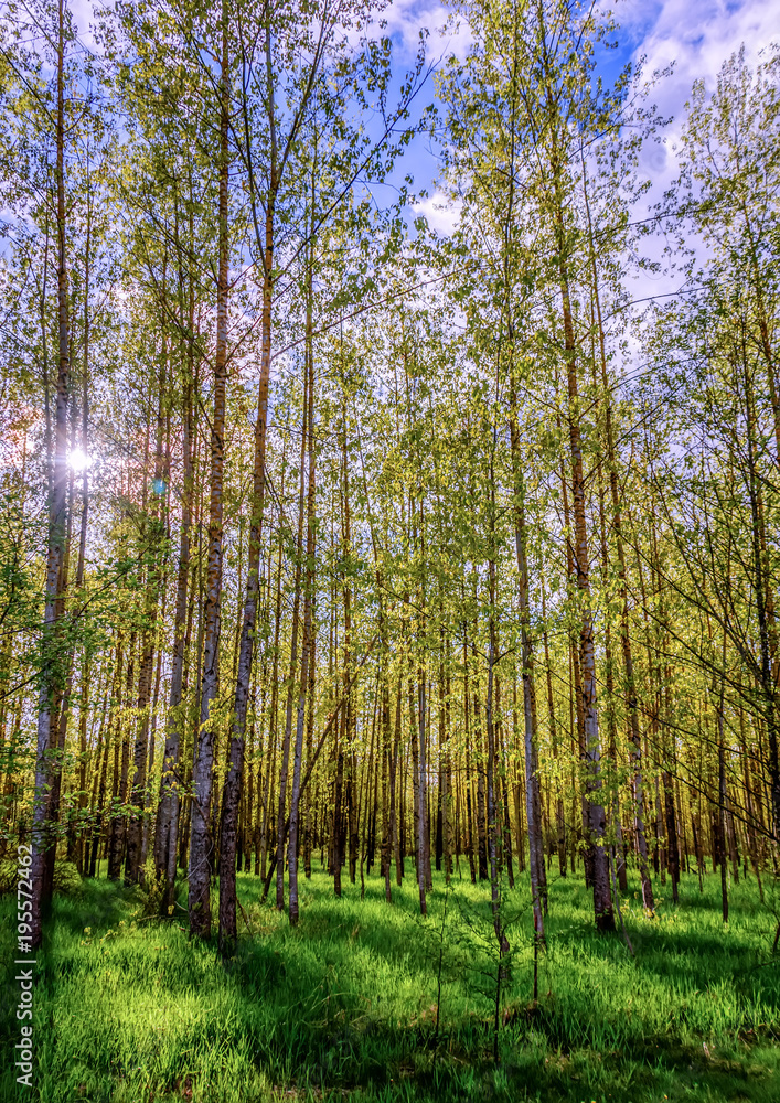 spring birch forest, with tall trees with white bark and small leaves