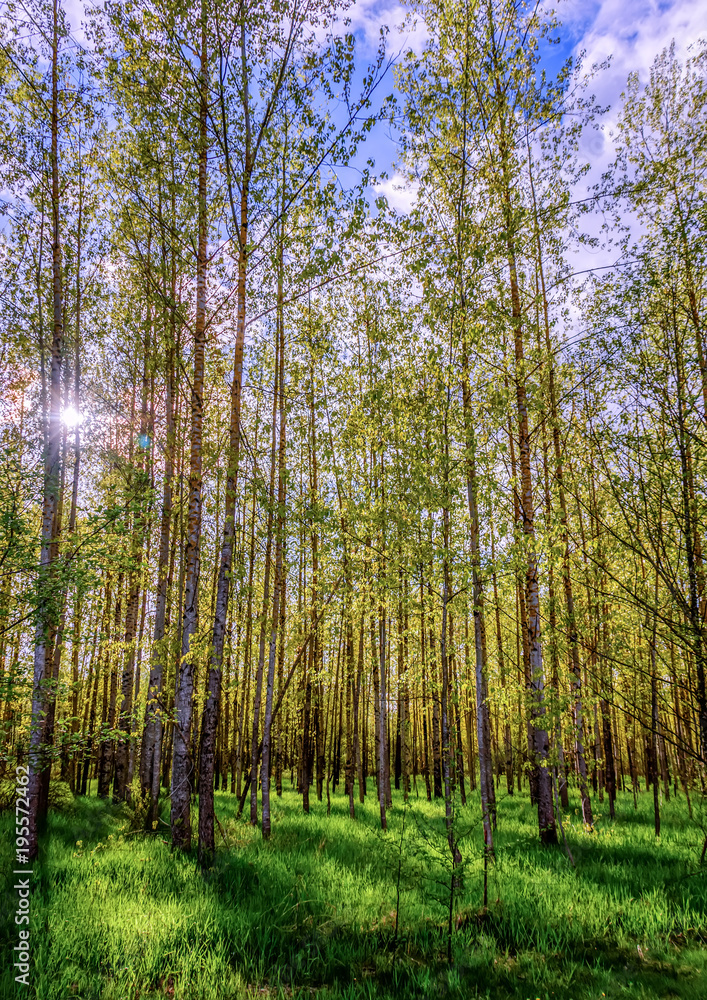 spring birch forest, with tall trees with white bark and small leaves spring birch forest, with tall trees with white bark and small leaves