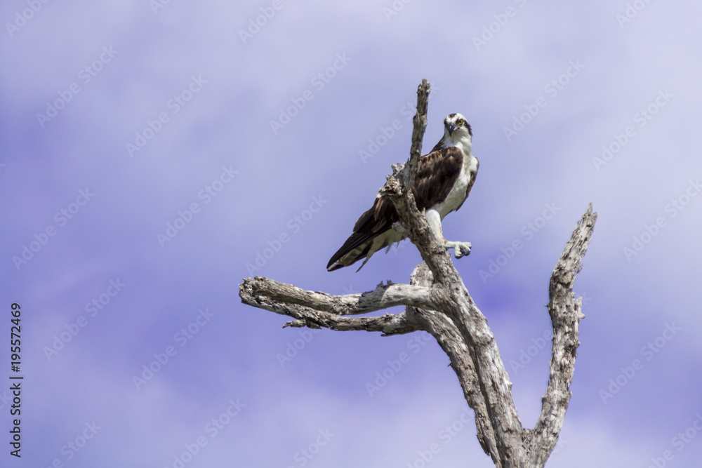 Osprey perched on tree. ready to hunt breakfast looks attentively down at the river with blue sky as background. also known as sea hawk or river hawk or fish hawk. beautiful bird of prey . Osprey perched on tree. ready to hunt breakfast looks attentively down at the river with blue sky as background. also known as sea hawk or river hawk or fish hawk. beautiful bird of prey .