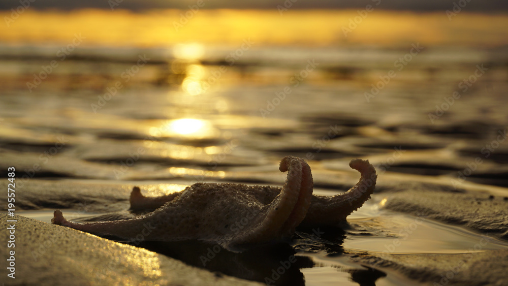 Fototapeta premium Silhouette of an elegant sea star at sunset. It lies on the sea beach. Her legs are twisted into a spiral. In the wet sand reflect the colors of the setting sun.