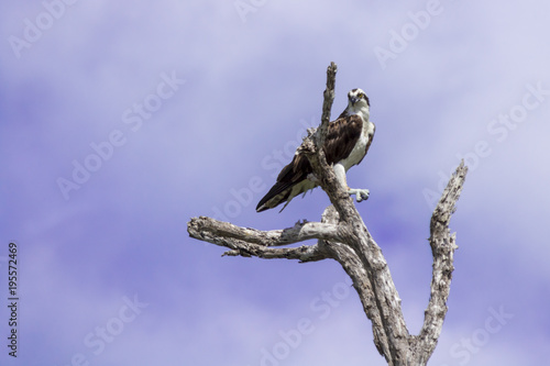 Osprey perched on tree. ready to hunt breakfast looks attentively down at the river with blue sky as background. also known as sea hawk or river hawk or fish hawk. beautiful bird of prey .