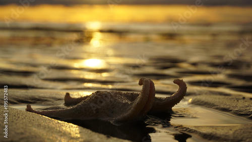 Silhouette of an elegant sea star at sunset. It lies on the sea beach. Her legs are twisted into a spiral. In the wet sand reflect the colors of the setting sun.