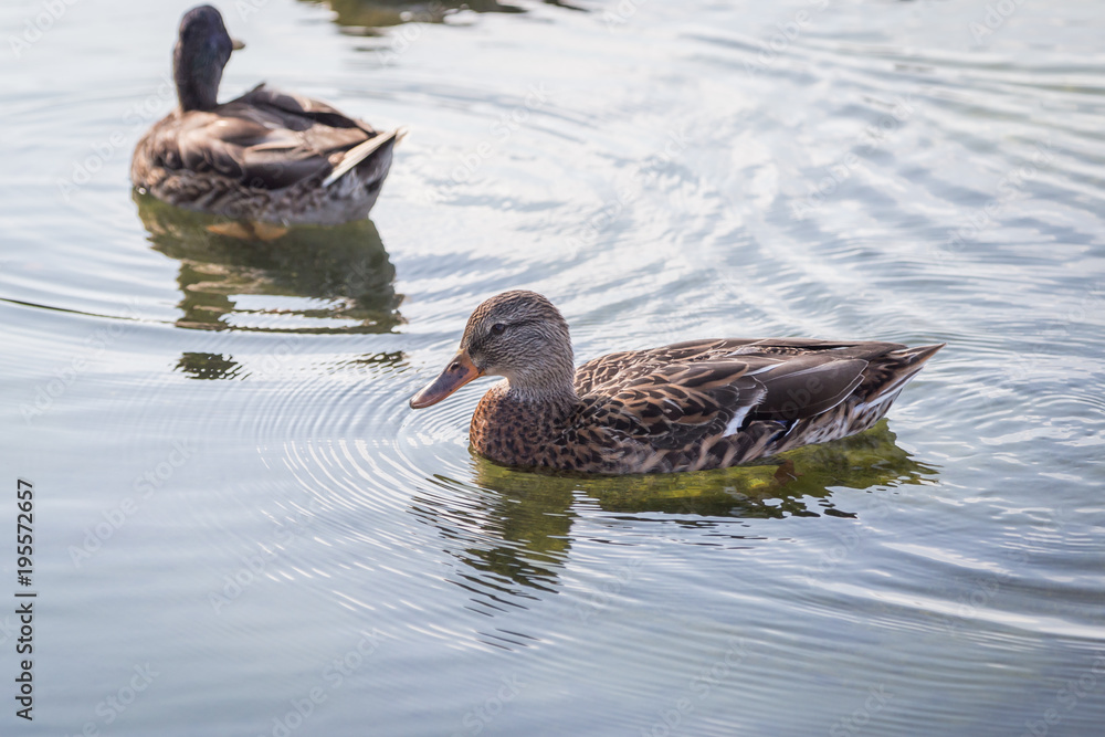 Duck Duck