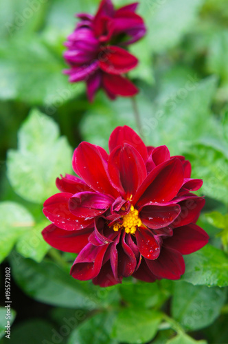Fototapeta Naklejka Na Ścianę i Meble -  Red dahlia flowers with green background vertical