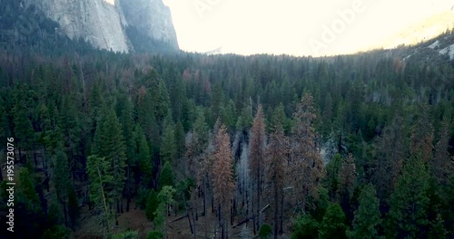 Yosemite national park burned trees