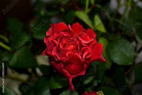 Close up of beautiful red rose with curly petals in the garden nature. Artistic image of colorful red rose for greeting cards. Macro of red rose in greenhause. Valentins day background with red rose.