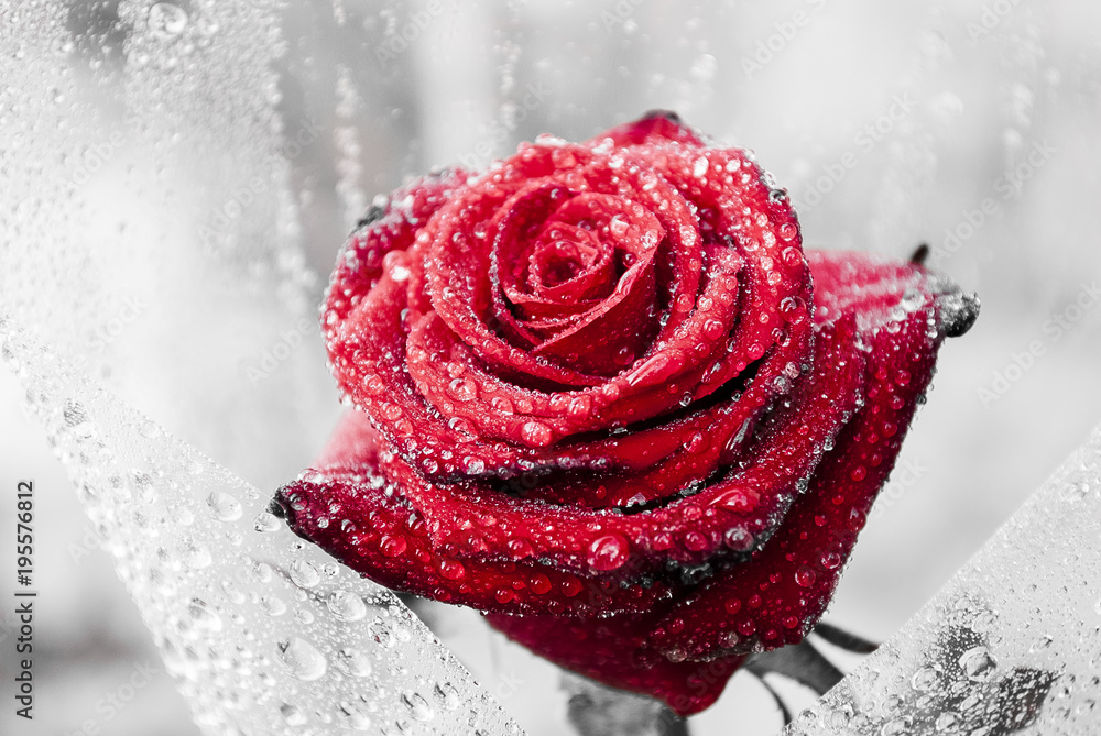 Closeup beautiful red rose or coral color rose with water drops. Red rose  flower macro in