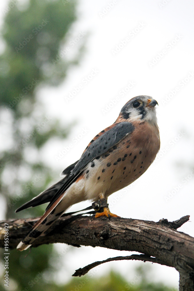 Bird tethered to a tree branch looking around Bird tethered to a tree branch looking around