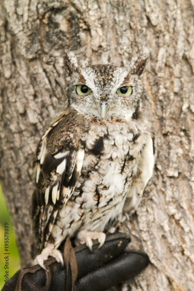 angry owl calmly looking around its surroundings angry owl calmly looking around its surroundings