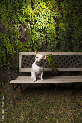 Samall dog posing for a portrait photo