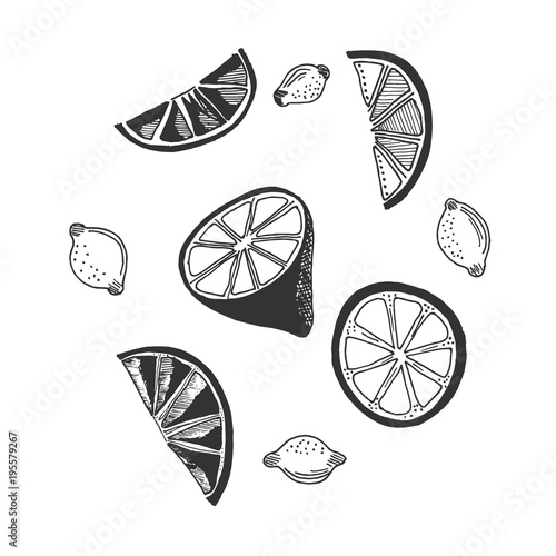 lemon in sketch style, vector illustration