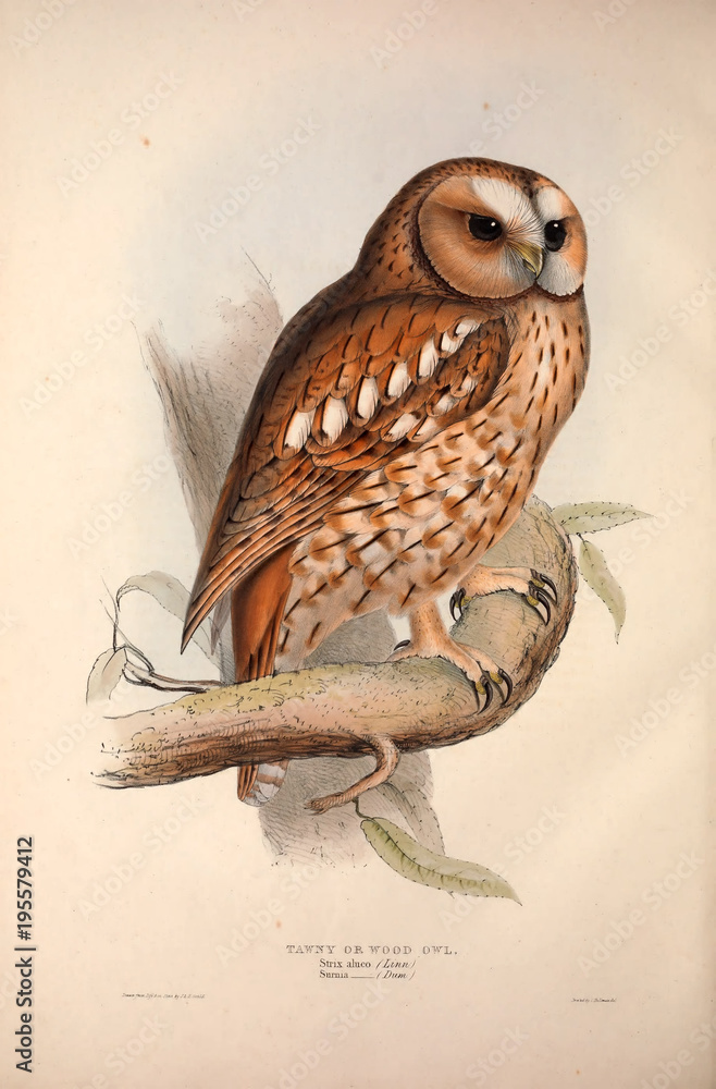 Naklejka premium Illustration bird of prey.