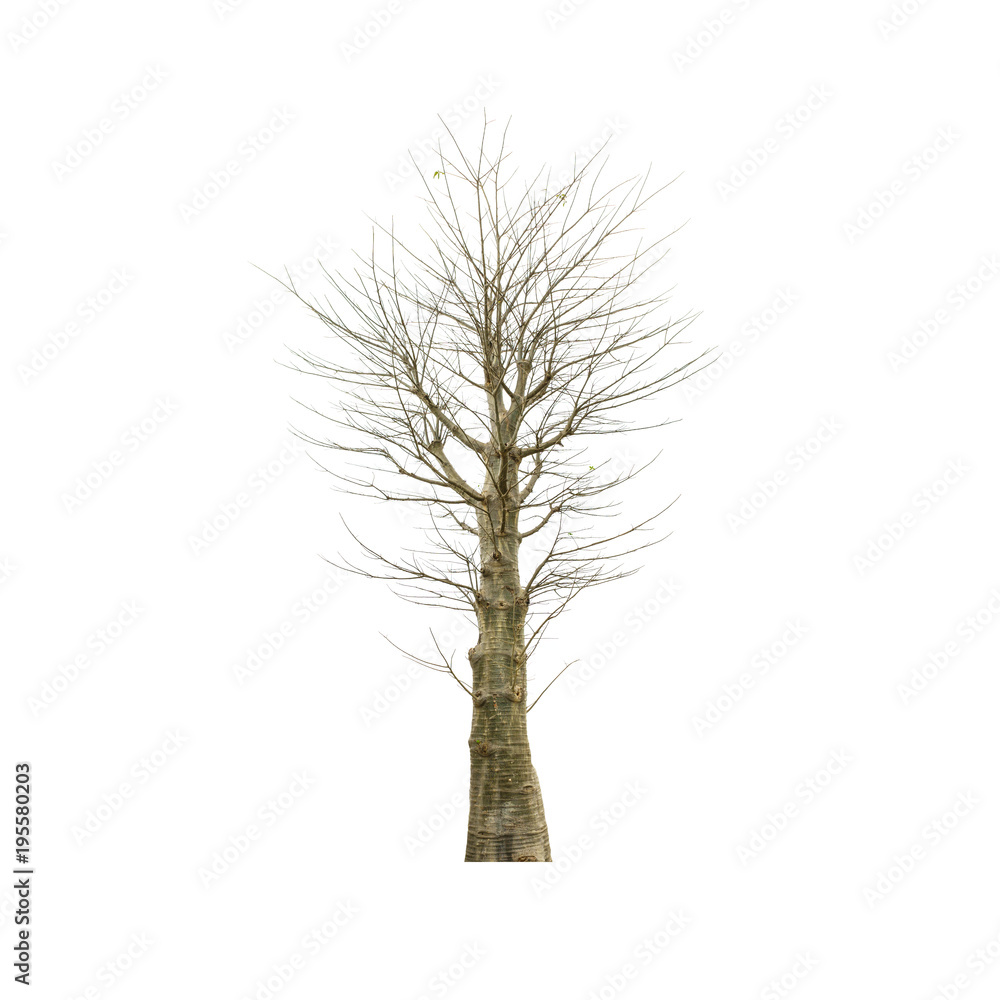 Fototapeta premium Old tree on white background