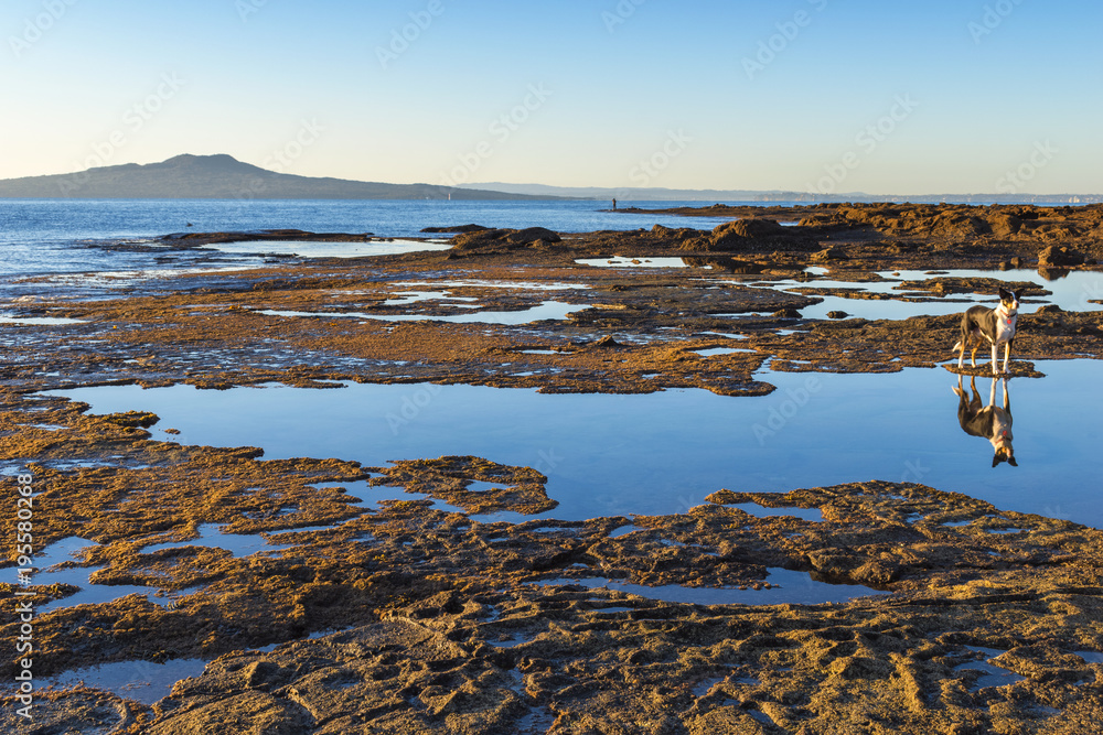 Landscape Scenery of Rocky Part at Campbells Bay Beach Auckland, New Zealand