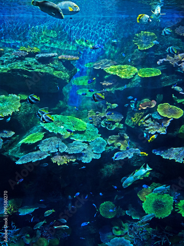 Landscape Scene of Undersea Coral Reef with Sea Fish