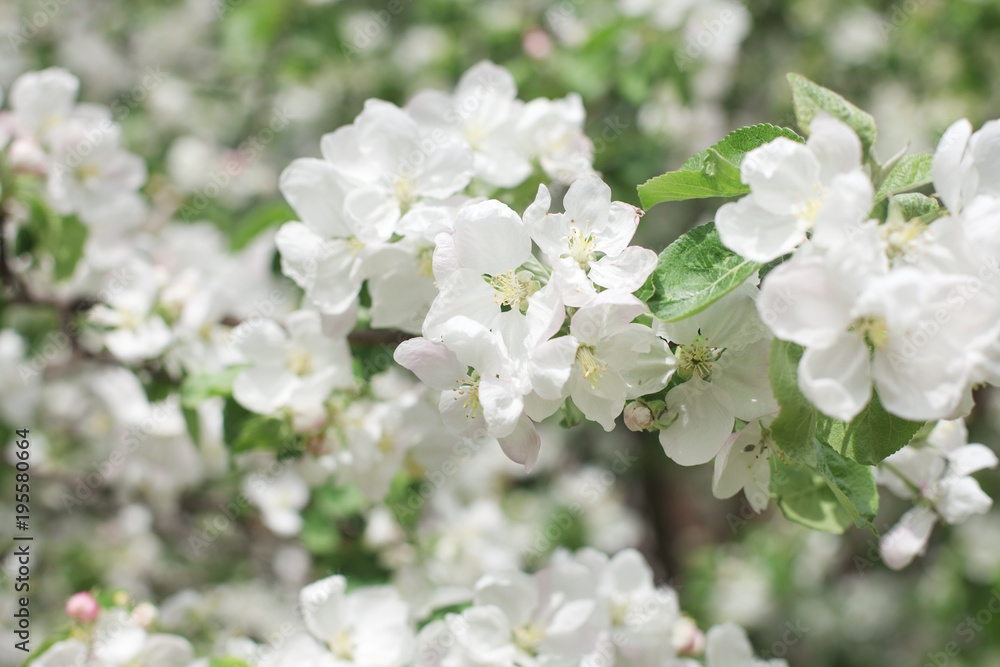 flowering apple tree in spring. background of flowers flowering apple tree in spring. background of flowers