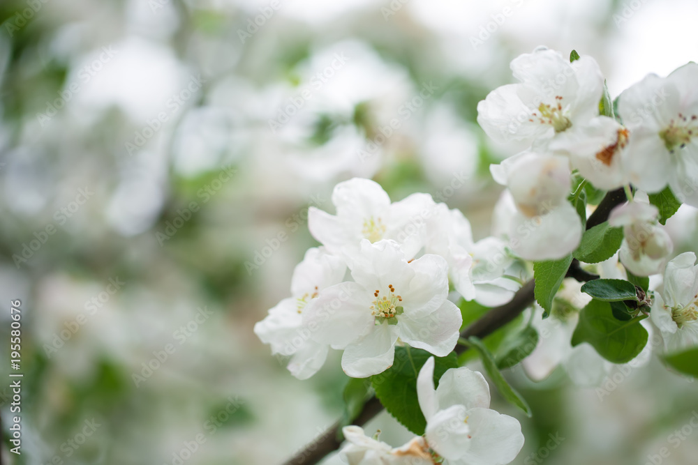 flowering apple tree in spring. background of flowers