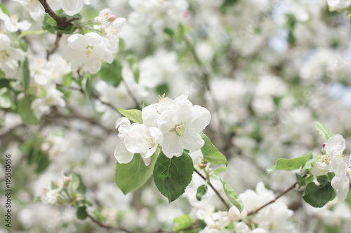 flowering apple tree in spring. background of flowers © coffeemill