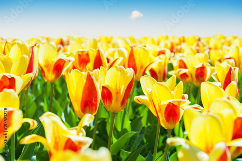 Blooming yellow tulips against the blue sky.