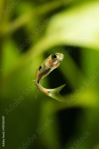 Boraras maculatus - Small nano fish.