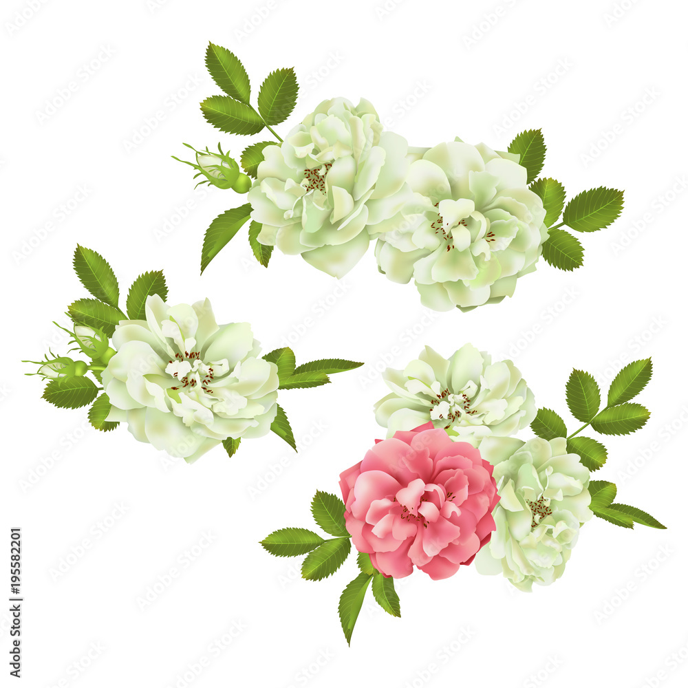 Realistic vector pink rose set. 3d roses Realistic vector pink rose set. 3d roses