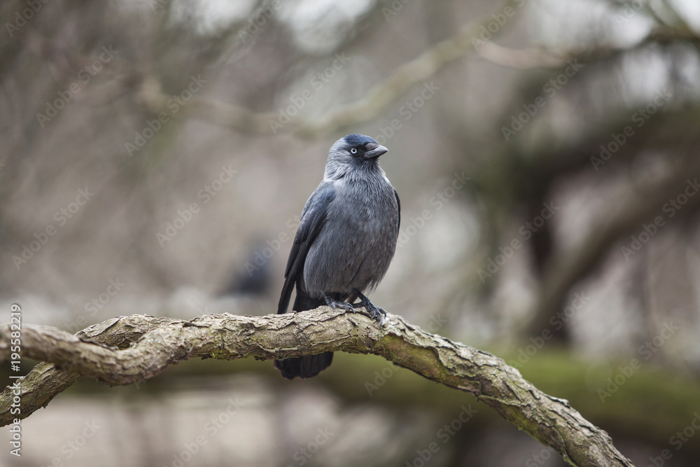 beautiful crow sitting on a big tree branch beautiful crow sitting on a big tree branch