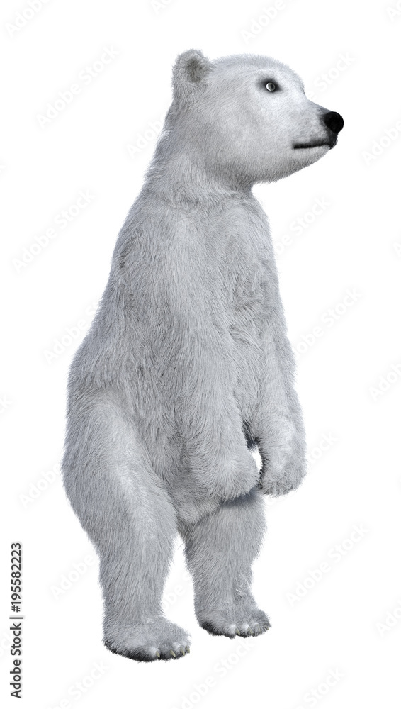 3D Rendering Polar Bear Cub on White 3D Rendering Polar Bear Cub on White
