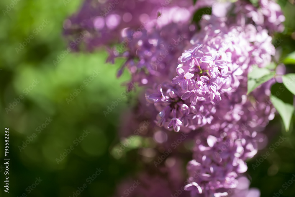 beautiful lilac bushes with a soft background. beautiful lilac bushes with a soft background.
