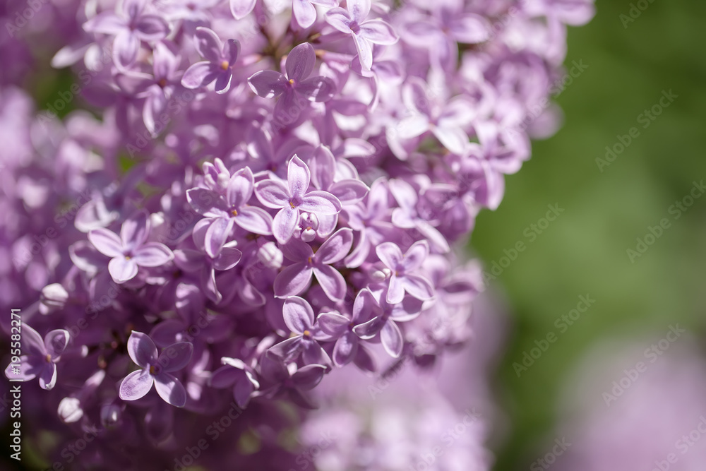 beautiful lilac bushes with a soft background.
