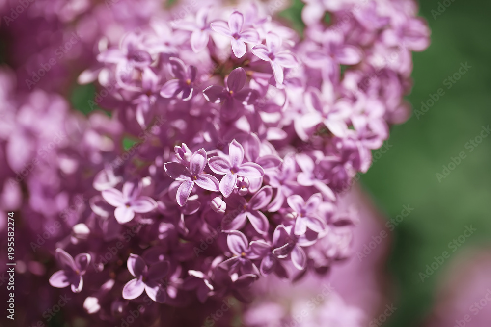 beautiful lilac bushes with a soft background. beautiful lilac bushes with a soft background.