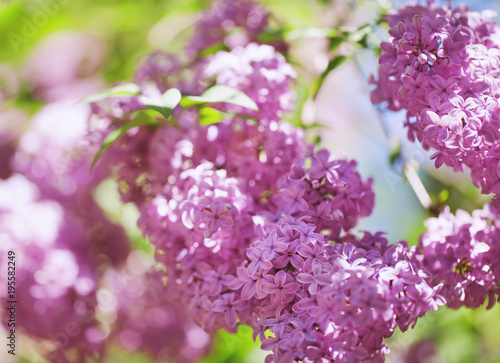 beautiful lilac bushes with a soft background. © coffeemill