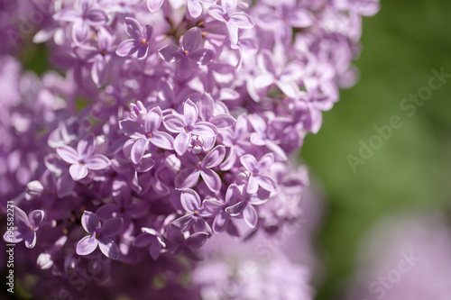 beautiful lilac bushes with a soft background.