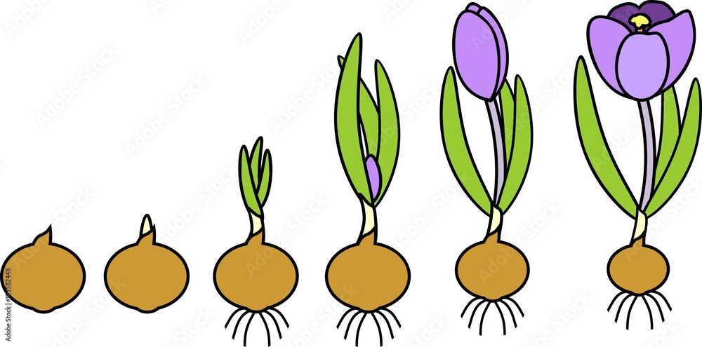 Crocus life cycle. Stages of growth from planting bulb to flowering ...