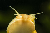 Ampullaria australis - bladder, yellow snail climbing the glass.