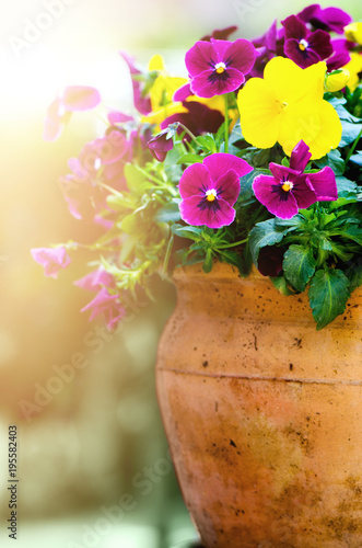 Fototapeta Naklejka Na Ścianę i Meble -  Yellow and violet pansies in flower pot in garden. Copy space. Spring and summer concept.