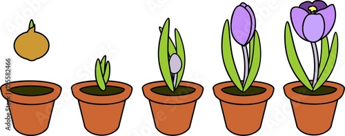 Crocus life cycle. Stages of growth from planting bulb in flowerpot to flowering plant