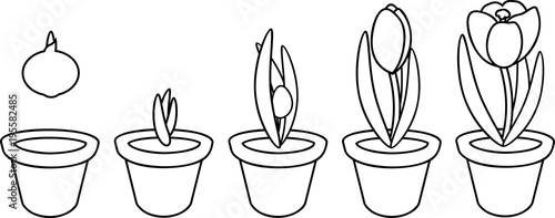 Coloring page. Crocus life cycle. Stages of growth from planting bulb in flowerpot to flowering plant
