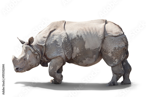 a large adult rhino is standing sideways.