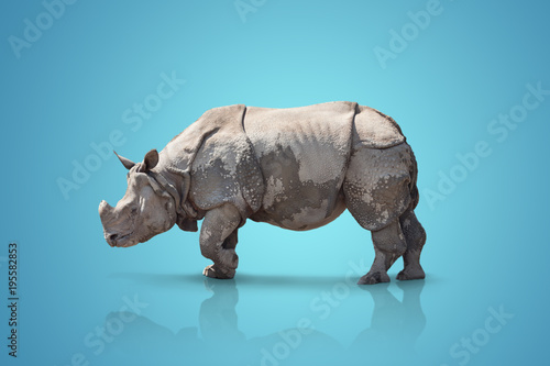 a large adult rhino is standing sideways.