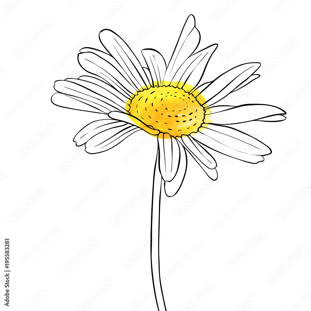 Naklejka premium wektor rysunek kwiat stokrotka
