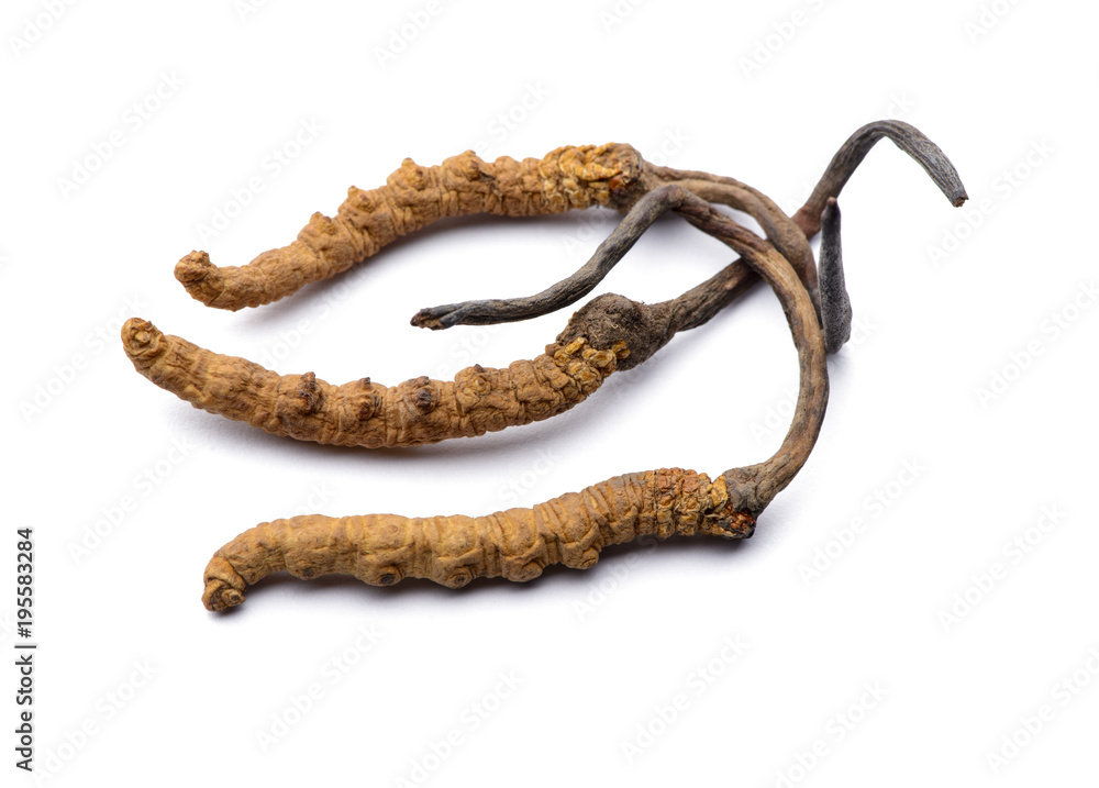 Wild cordyceps sinensis Tibet whole pieces.
Isolated on white background. Wild cordyceps sinensis Tibet whole pieces.
Isolated on white background.
