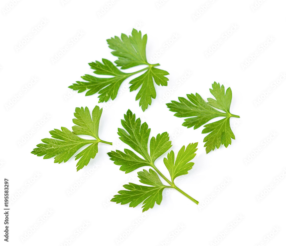 Parsley herb isolated on white background. Parsley herb isolated on white background.