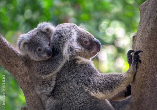 Photography Mother and baby koalas on the tree.