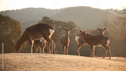 奈良公園・鹿・冬