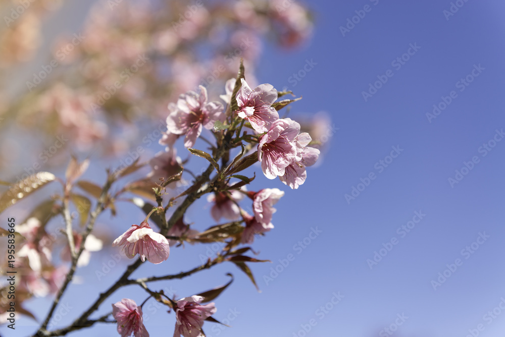 Pink flower on spring at Northern, Thailand. Pink flower on spring at Northern, Thailand.