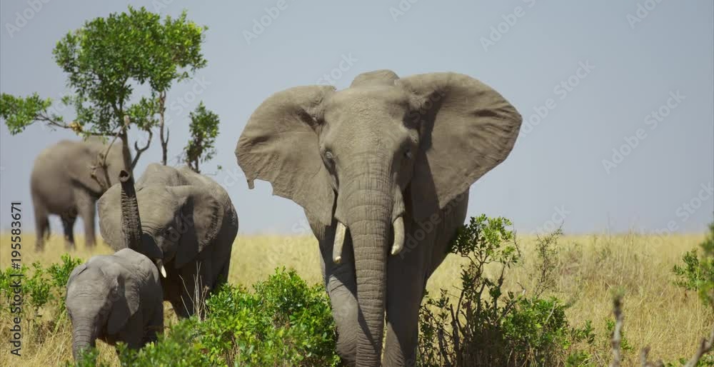 custom made wallpaper toronto digitalFamily of elephants walking