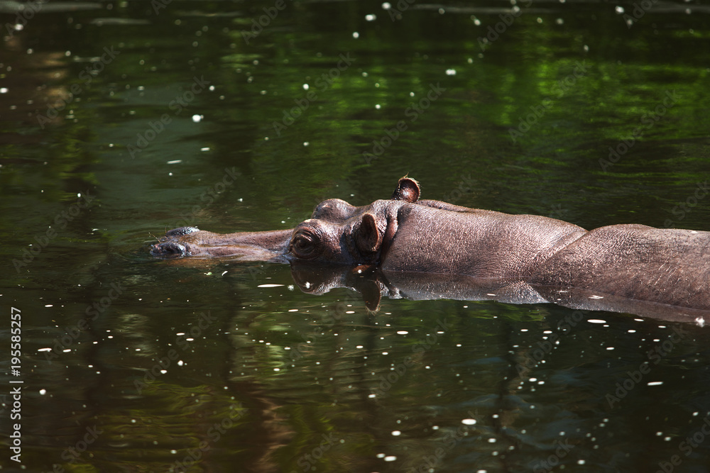 Fototapeta premium a large hippopotamus floats in the water.