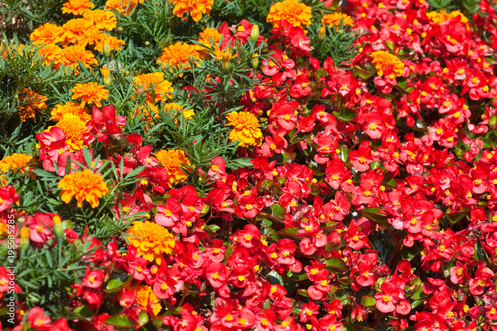 Flowers, Marigold, Bedding Begonia