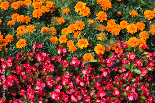 Flowers, Marigold, Bedding Begonia