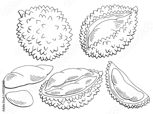 Durian fruit graphic black white isolated sketch illustration vector